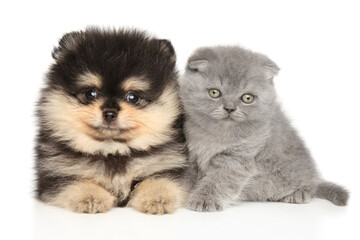 Scottish Fold kitten and Pomeranian puppy