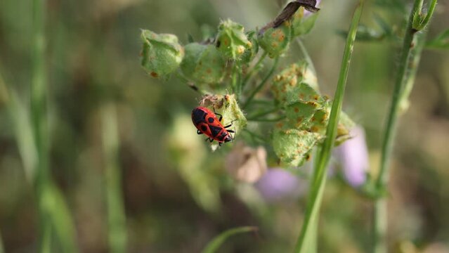 Closeup video of European firebug on a green plant in the field