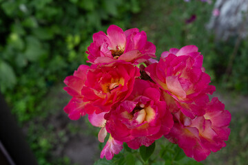 Obraz premium roses grow in the garden