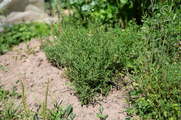 thyme grows in the garden