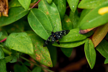 Hypericum perforatum, commonly known as St John's wort. The nine-spotted moth or yellow belted burnet.
