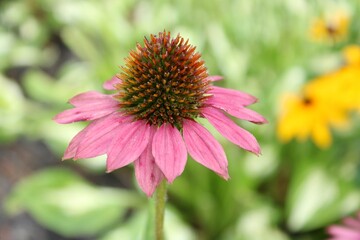 Pink Coneflower 