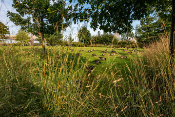 Roosevelt Island, New York