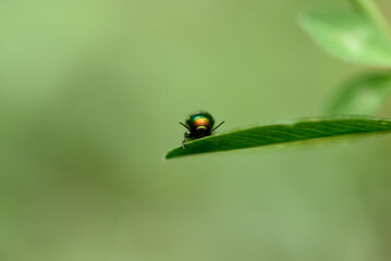 green dock beetle, gastrophysa viridula on green grass