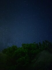 A tree on the background of a clear starry night sky