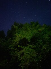 A tree on the background of a clear starry night sky