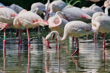Flock of pink flamingos in a pond