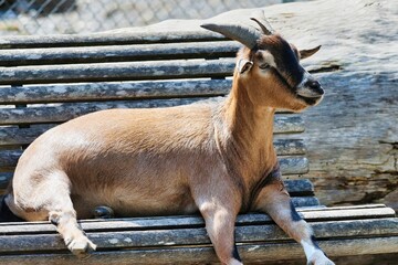 Closeup of a goat perched on a weathered wooden bench