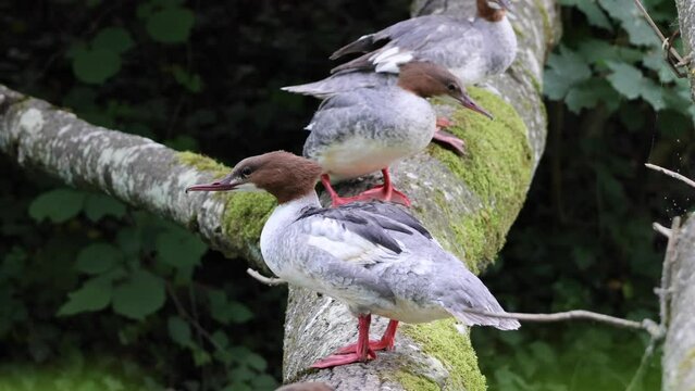 Closeup video of a group of Common merganser birds on a tree branch