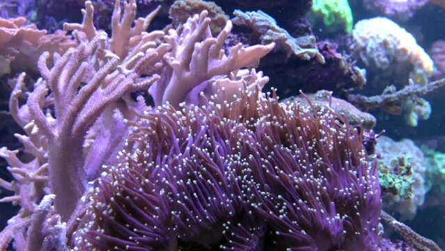 Close-up view of different corals in an aquarium