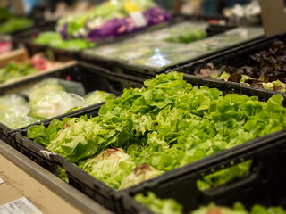 Focus on a batavia lettuces and other salads in a supermarket.