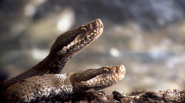 Vipera comune (Vipera aspis) Viper aspide