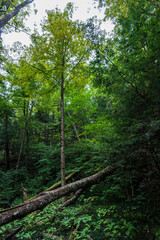 Obraz premium Robert H. Treman State Park: Gorge Trail