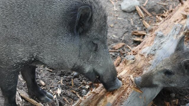 Closeup video of a grey Wild boar and its child gnawing on a log