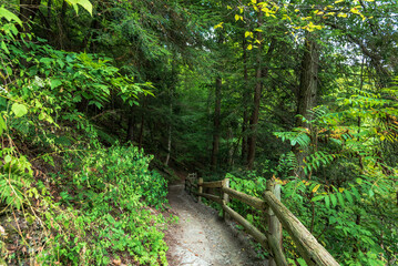 Robert H. Treman State Park: Gorge Trail