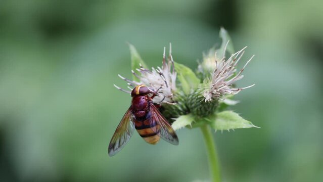 Macro shot of a Volucella zonaria insect on a green pud flower with blur background