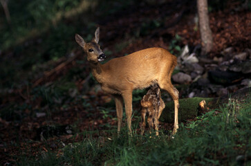 Capriolo (Capreolus capreolus)