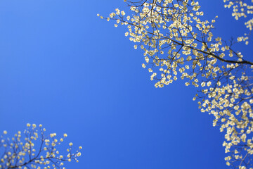 Delicate Dogwood Tree Flowers Blooming Against A Clear Blue Sky