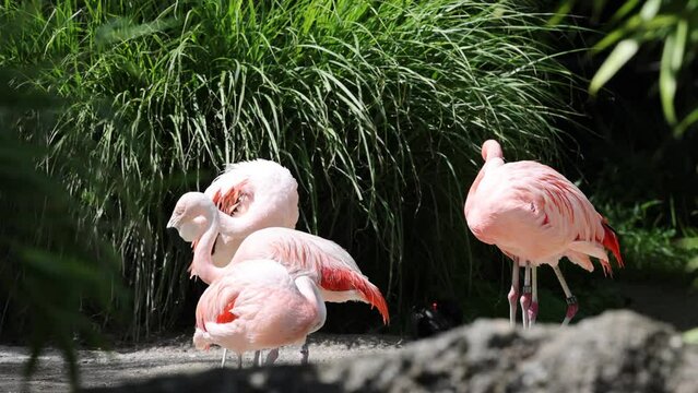 Closeup video of pink flamingoes surrounded by green trees