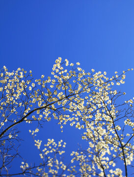 Delicate Dogwood Tree Flowers Blooming Against A Clear Blue Sky