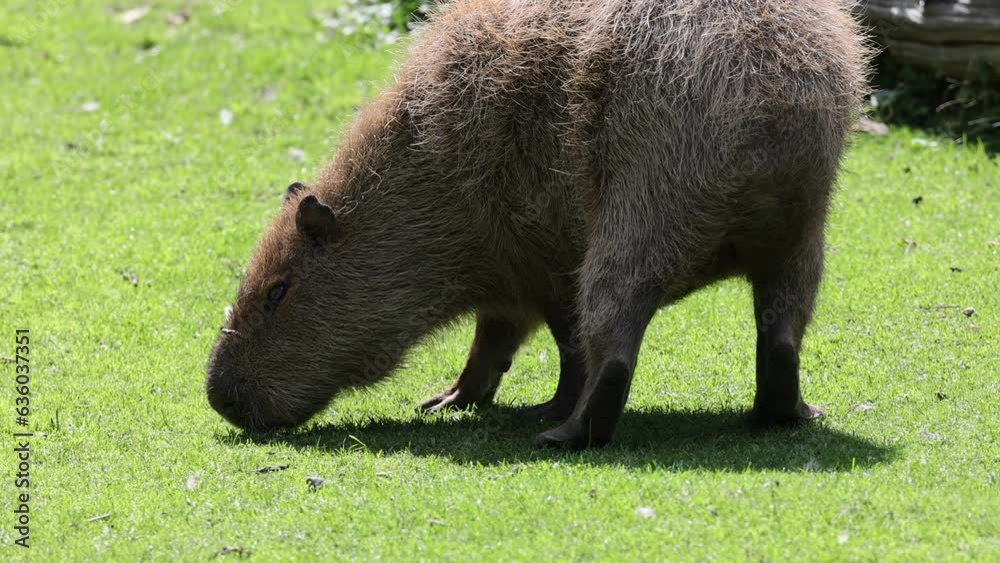 Sticker Closeup video of an adorable capybara eating green grass in the field