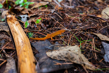 Fototapeta premium Lake Minnewaska