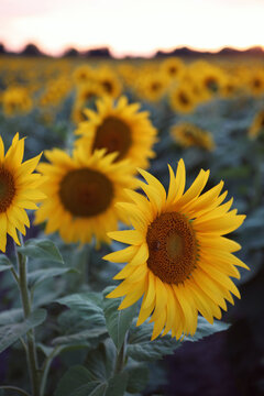 Vibrant Sunflowers In A Summer Field