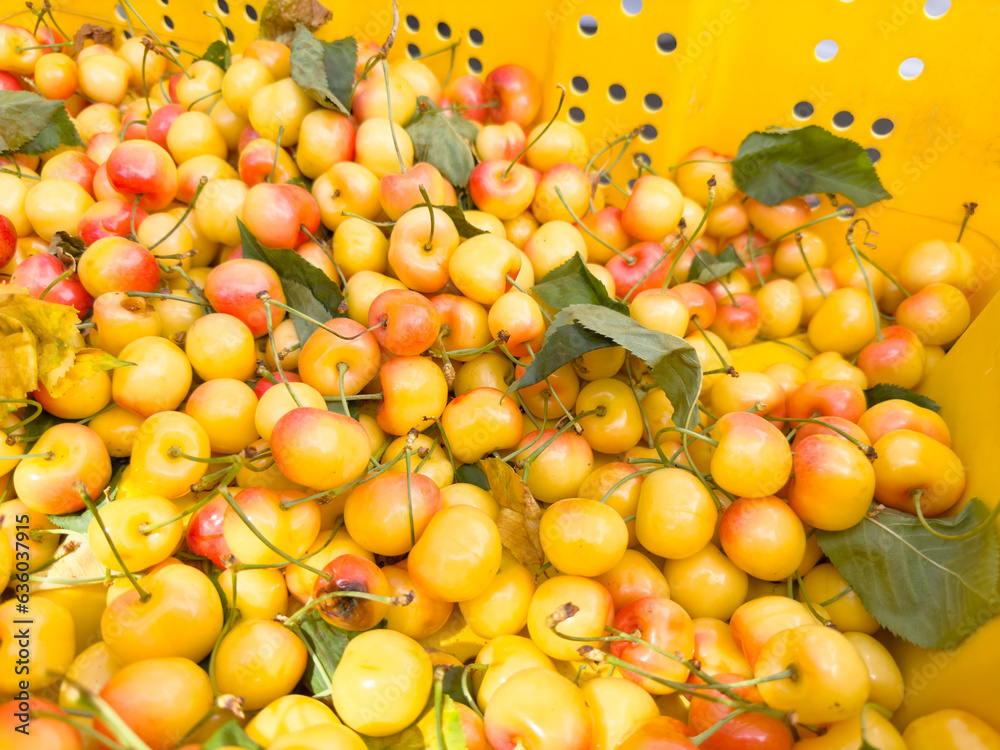 Wall mural a view of a crate full of rainier cherries, seen at a local farmers market.