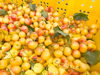 A view of a crate full of Rainier cherries, seen at a local farmers market.