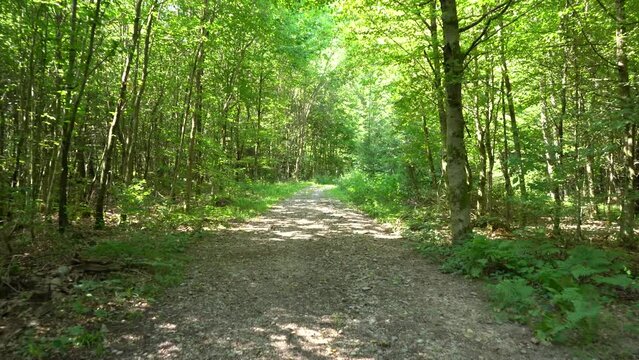 Gehen auf einem Waldweg
