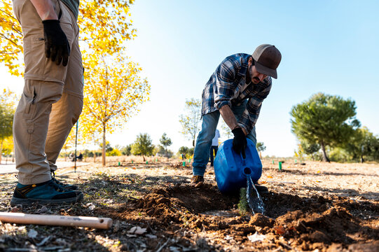 Volunteer watering replanted tree 