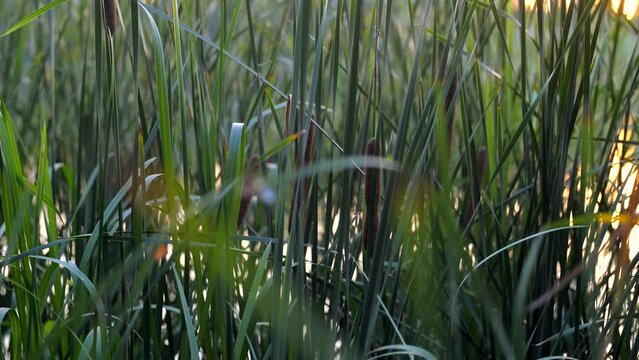 River reeds or cattail around which insects fly against the background of the lake. Windless sunset on the bank of a river or pond. Peace of mind in nature.