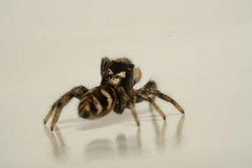 Insects