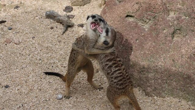 Closeup video of two Meerkats fighting in the sand