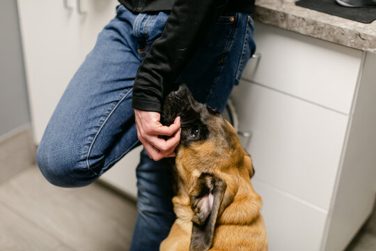 Vet Scratching Dog's Face