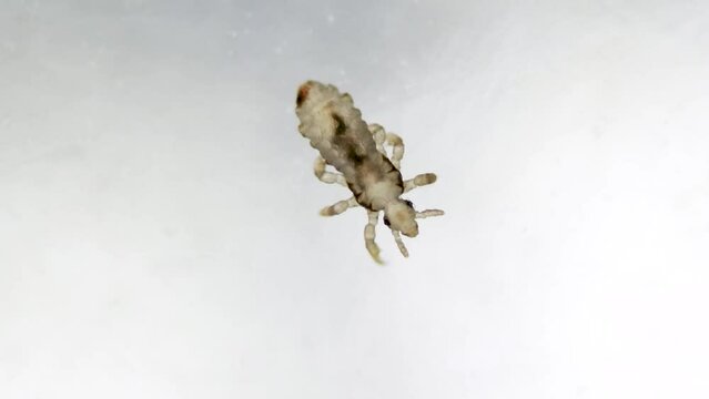 Head louse walking on white slippery smooth surface. Extreme closeup detail of human parasite. Pediculus capitis. Human infectious disease.