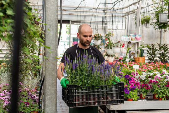 Florist carrying box with lavender