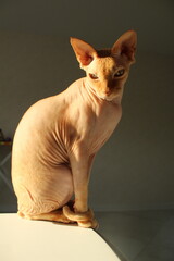 Photo Portrait of the cat Sphynx Donskoy Novgorod red color sits like a statue with his head...