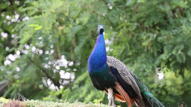 Closeup video of an elegant male Peafowl in the green forest on a sunny day