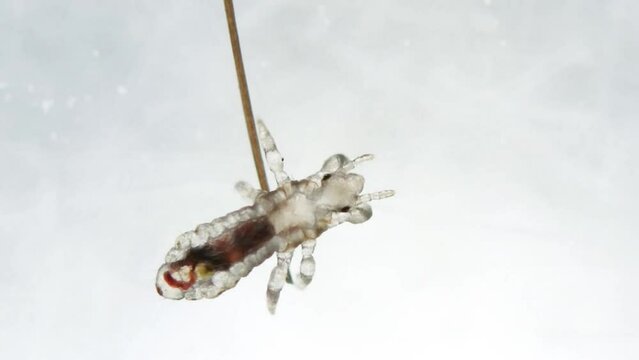 Head louse on a the top of human hair. Extreme closeup detail of human parasite. Pediculus capitis. Human infectious disease.