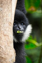 Closeup of a cute black monkey with white ears eating a leaf while clinging on a tree