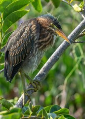 Florida green heron stands in a marshy wetland, looking out into the distance