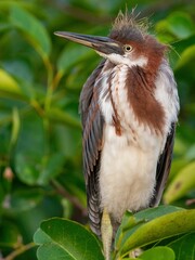 Juvenile tri-colored heron is perched on a branch in the wetlands of Florida