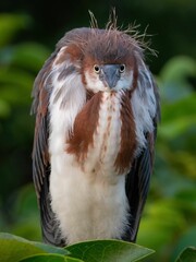 Juvenile tri-colored heron is perched on a branch in the wetlands of Florida