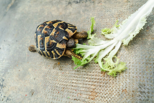 A turtle on the ground
