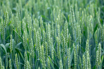 Green spring wheat field crops close-up. Young wheat ears or spikelets with blurred background. Agriculture in Ukraine