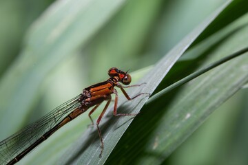 Macro close-up of a damselfly standing on a grass blade