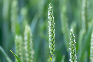 Green wheat field crops close-up. Young wheat ears or spikelets with blurred background. Agriculture in Ukraine