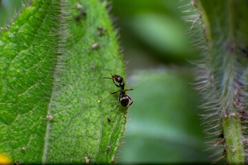 Macro close-up of an ant on a green leaf