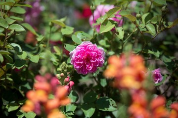 Scenic view of a pink moss rose growing in a garden